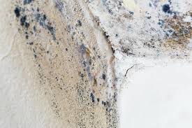 Why You Should Choose Our Mold Remediation Services in Gibsonton, FL